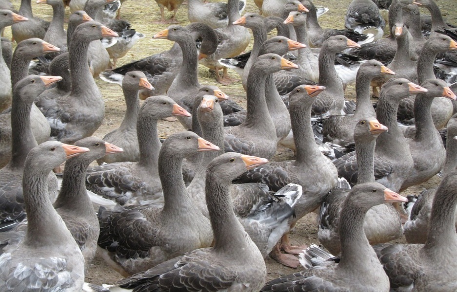 breeding-geese-1062224_960_720
