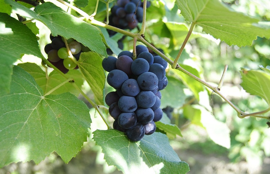 grapes-1693160_960_720